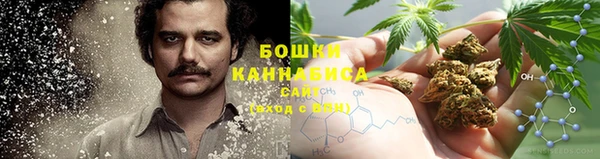 прущие грибы Осинники